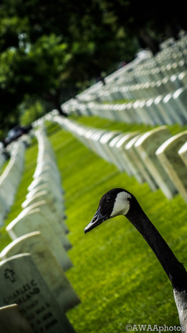 Goose of Remembrance - Shot in Fort Logan cemetery, in Denver, CO
